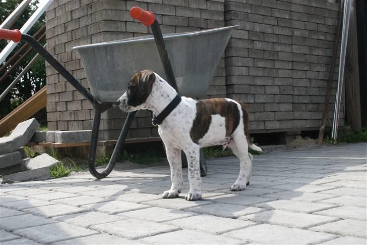 Amerikansk staffordshire terrier Kenzo - kenzo 9 uger billede 3