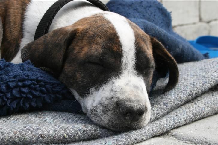 Amerikansk staffordshire terrier Kenzo - Kenzo 9 uger billede 4