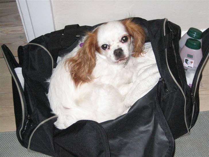 Cavalier king charles spaniel Perle R.I.P. 9. maj 2012  - Her ligger jeg i min ynglingstaske. Mor synes ikke det er så godt, når vi er på ferie og al hendes rene tøj ligger i den, men jeg er da ligeglad.  billede 18