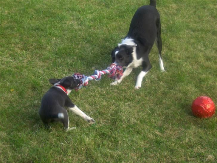 Blanding af racer Filuca - Her leger jeg med min storesøster, så sjovt.... billede 6