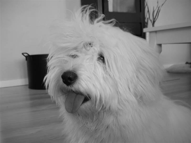 Coton de tulear Bailey - b & w ca. 7 mdr. billede 1