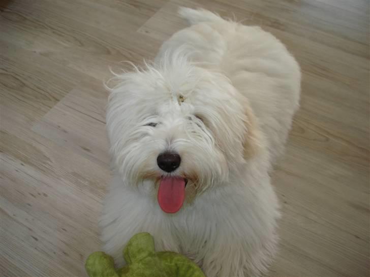 Coton de tulear Bailey - 6 mdr. leger med Dino! billede 2