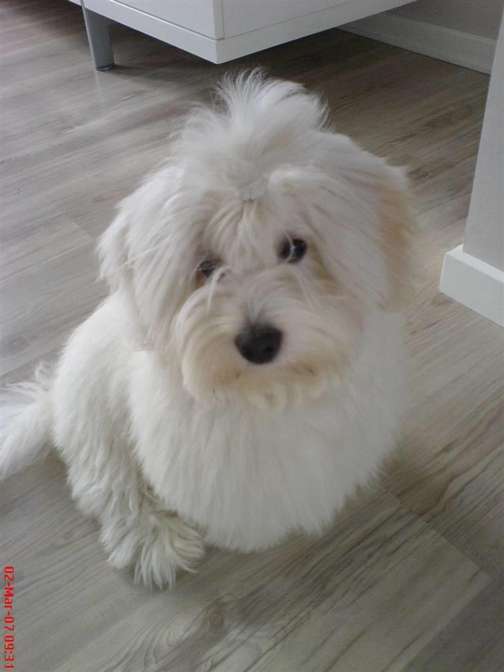 Coton de tulear Bailey - 5 1/2 mdr. billede 3