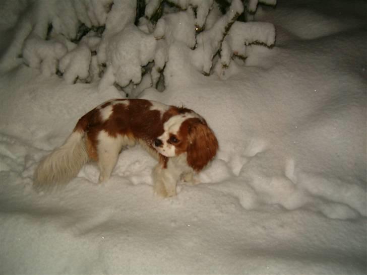 Cavalier king charles spaniel tjip - uhh hvor er det koldt, men sjovt.... billede 3