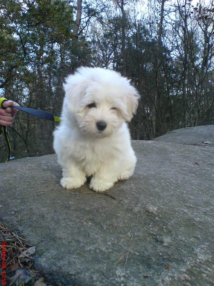 Coton de tulear Bailey - ca. 12 uger, sidder på rokkestenen, ude og gå tur i skoven med min mor og far! billede 4