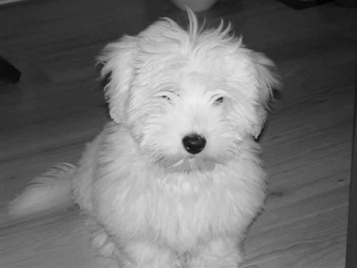Coton de tulear Bailey billede 5