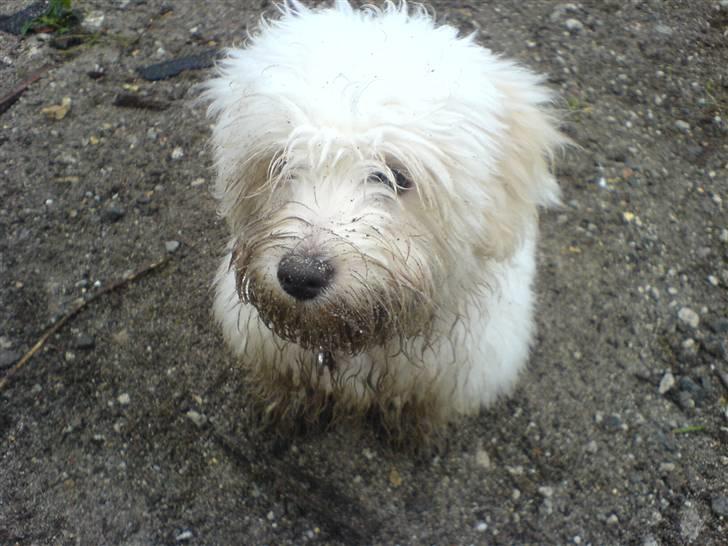 Coton de tulear Bailey - Hjælper min far med at sætte hæk. Jeg var lidt snavset bagefter, så jeg fik en badetur billede 6