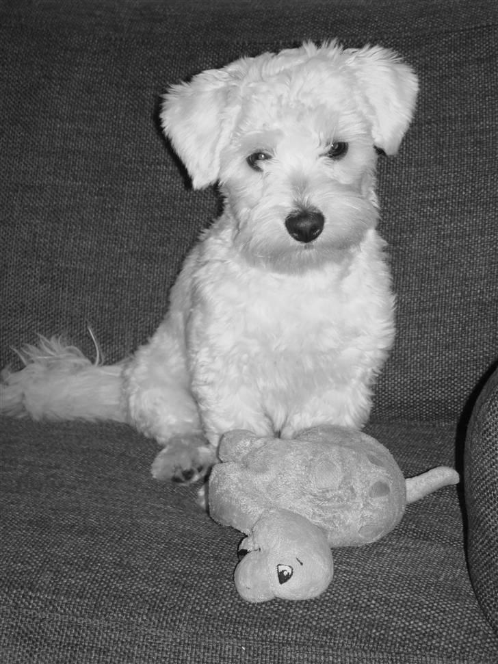 Coton de tulear Bailey - Jeg blev klippet sidst i juli måned, og nu er min pels ved at vokse flot ud igen billede 7