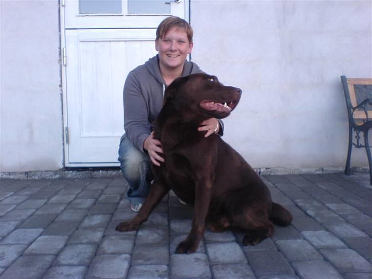 Labrador retriever Chicco *død* billede 4