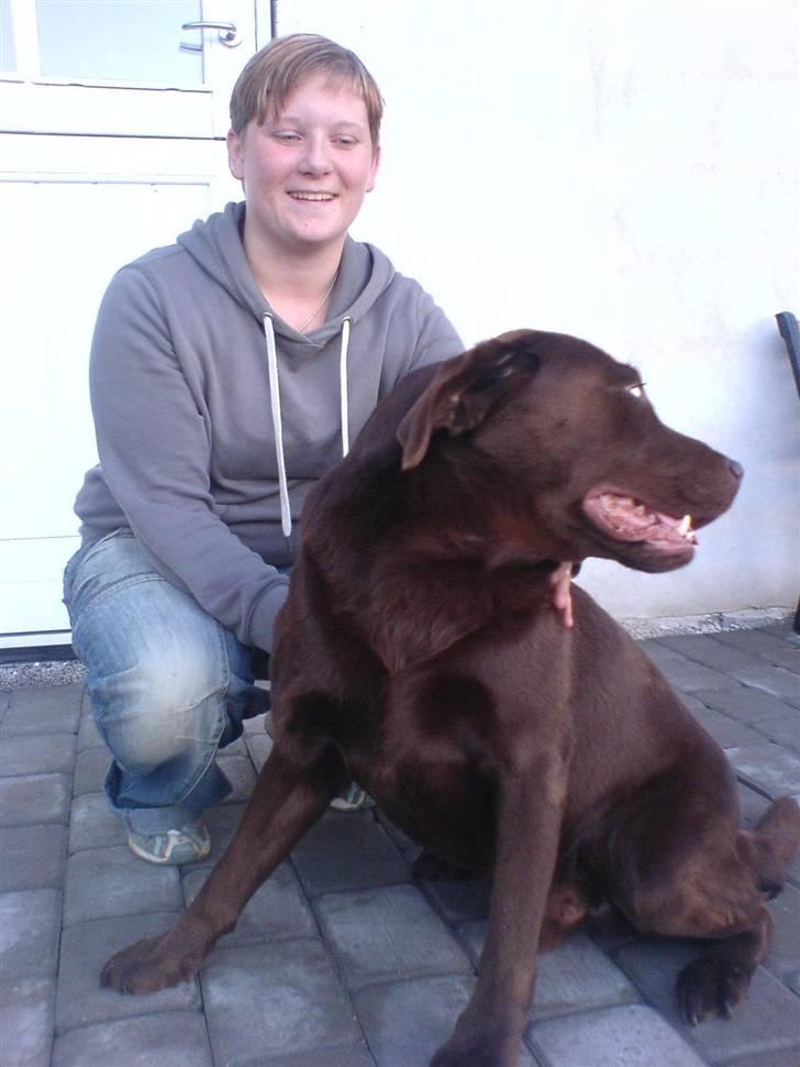 Labrador retriever Chicco *død* billede 5