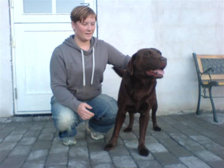 Labrador retriever Chicco *død* billede 6