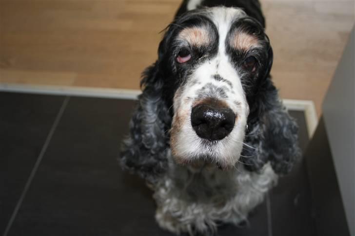 Cocker spaniel Barleys Tippe billede 6