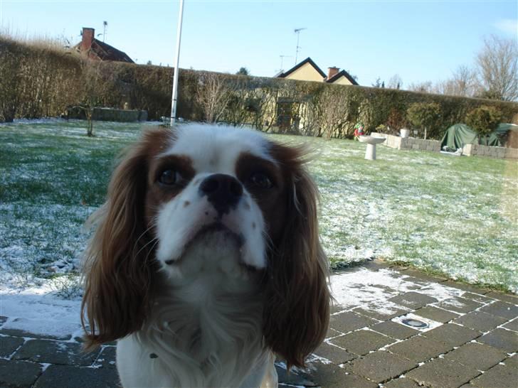 Cavalier king charles spaniel tjip - Hej Hej billede 4
