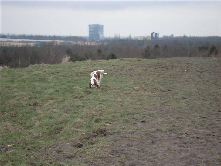 Cavalier king charles spaniel tjip - se mig jeg kan stå på 3 ben billede 5