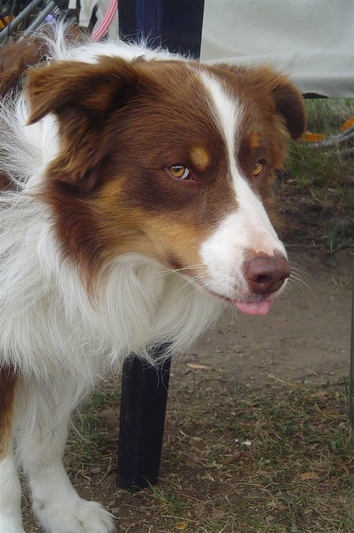 Border collie Olly  - olly man må ikke række tunge  billede 8