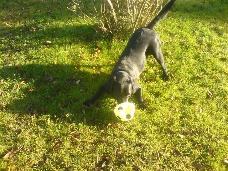 Labrador retriever louis - velkommen til min profil jeg er louis. giv lige en bedømmelse og en kommentar. =) billede 1
