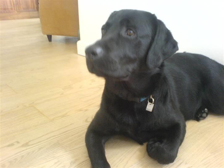 Labrador retriever louis - okay, når i nu absolut skal tage billeder af mig skal jeg nok kigge billede 2