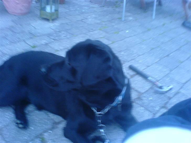 Labrador retriever louis - vi ligger endnu engang og slapper af, denne gang bare udenfor billede 3