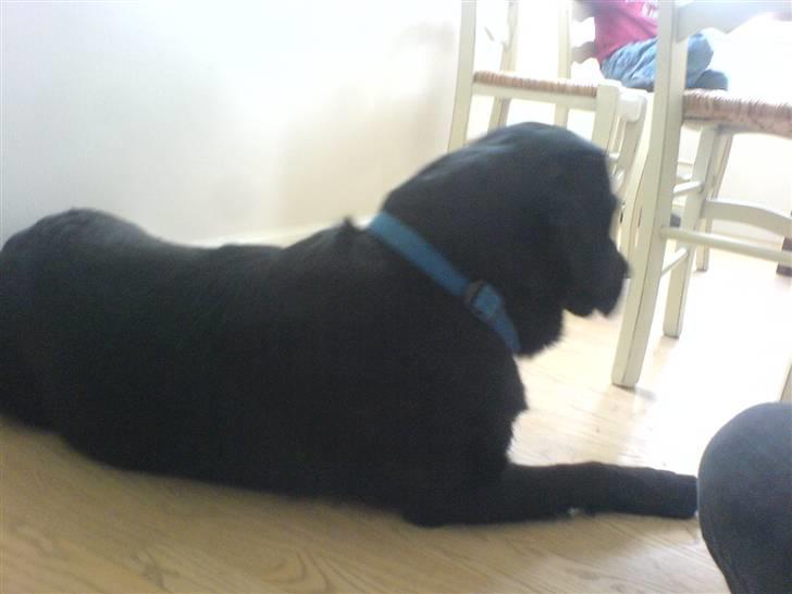 Labrador retriever louis - nu sidder jeg op og hygger mig, jeg skulle jo nødig bestille for meget billede 4
