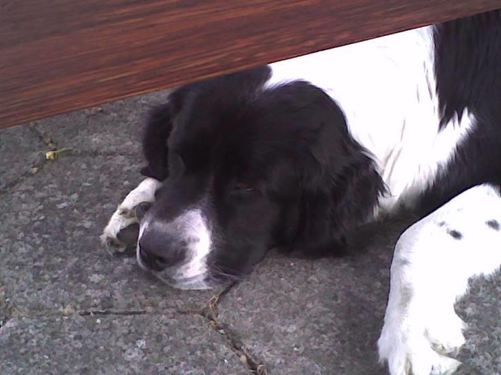 Landseer , Panda  billede 2