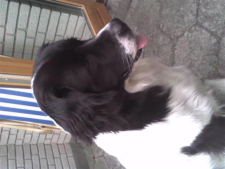 Landseer , Panda  billede 3