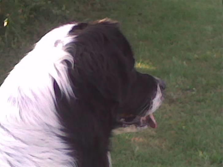 Landseer , Panda  billede 4