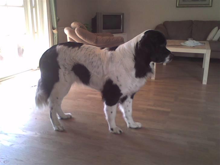 Landseer , Panda  billede 5