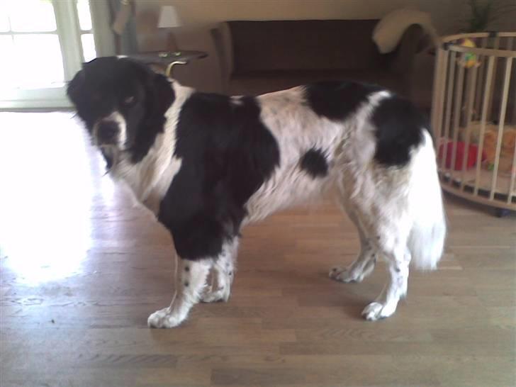 Landseer , Panda  billede 6