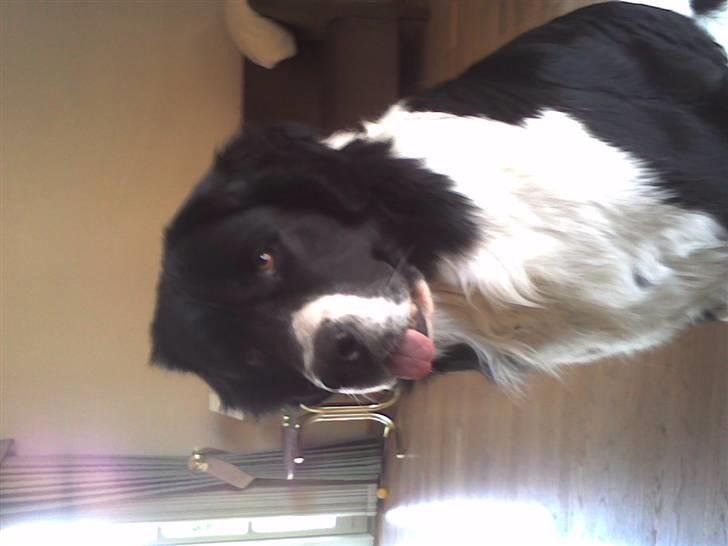 Landseer , Panda  billede 7