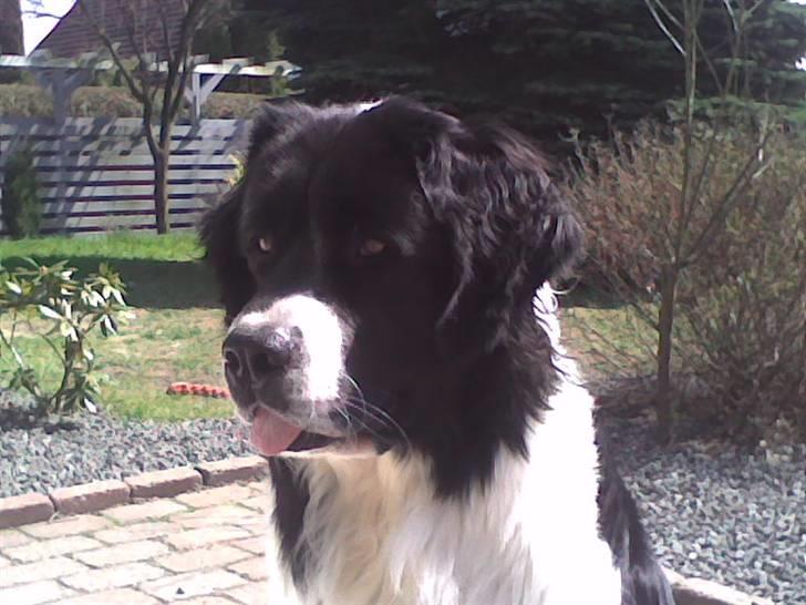 Landseer , Panda  billede 8