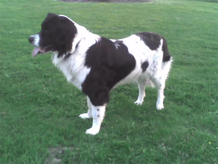 Landseer , Panda  billede 9