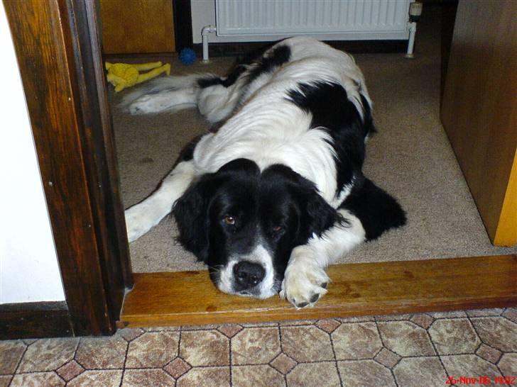 Landseer , Panda  billede 10