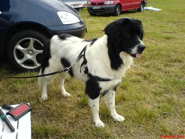 Landseer , Panda  billede 11