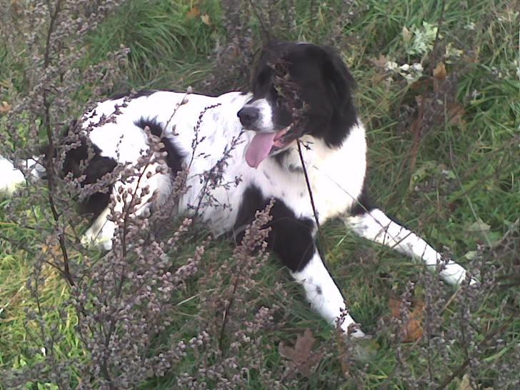 Landseer , Panda  billede 12