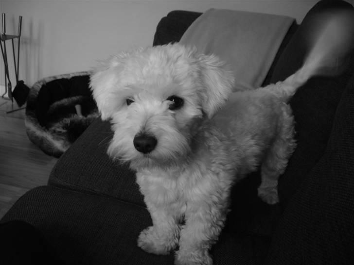 Coton de tulear Bailey billede 8