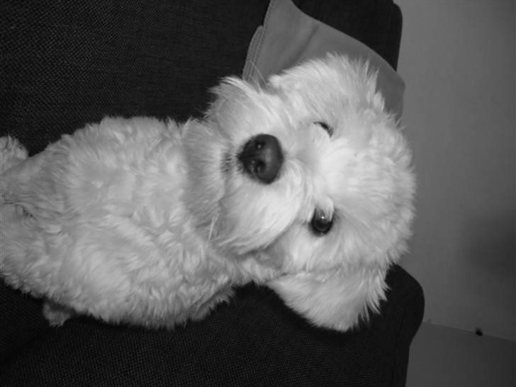 Coton de tulear Bailey billede 9