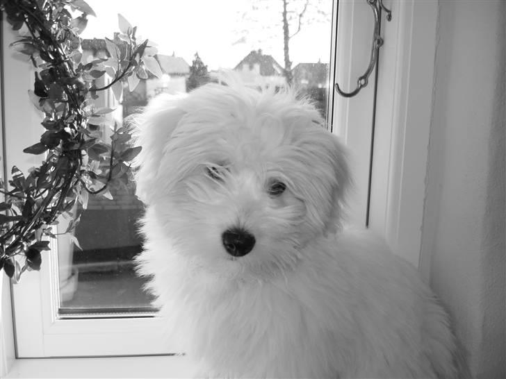 Coton de tulear Bailey - Nytårsaften 06/07, kigger ud af vindue engang i mellem billede 10