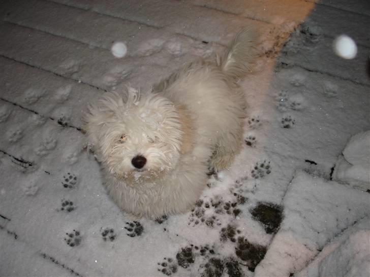 Coton de tulear Bailey - Her er jeg ude og lege i snevejr, det var noget mærkeligt noget, men jeg elsker det! billede 11