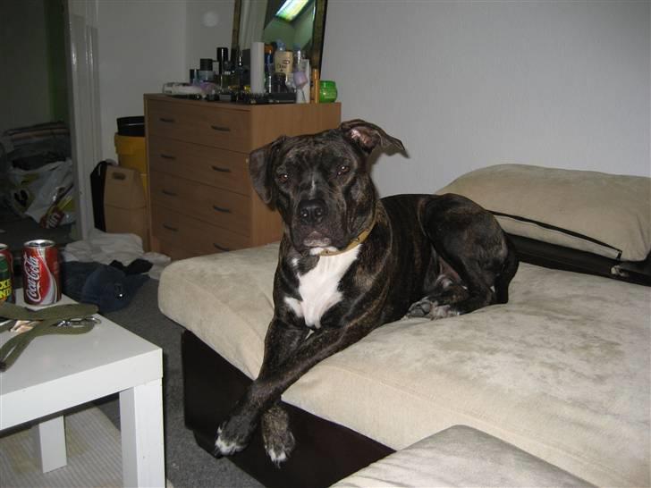 Amerikansk staffordshire terrier Teison - Du så lækker Baby <3 billede 2