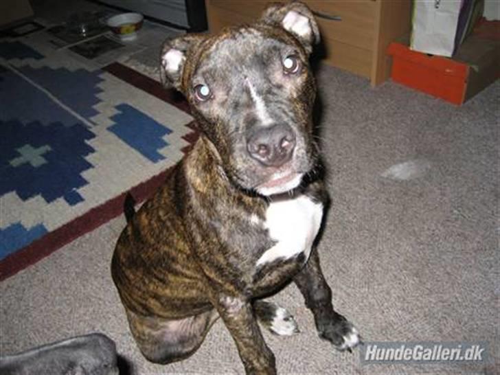 Amerikansk staffordshire terrier Teison - Teison omkring 4- 5 mdr.  ( :  billede 3