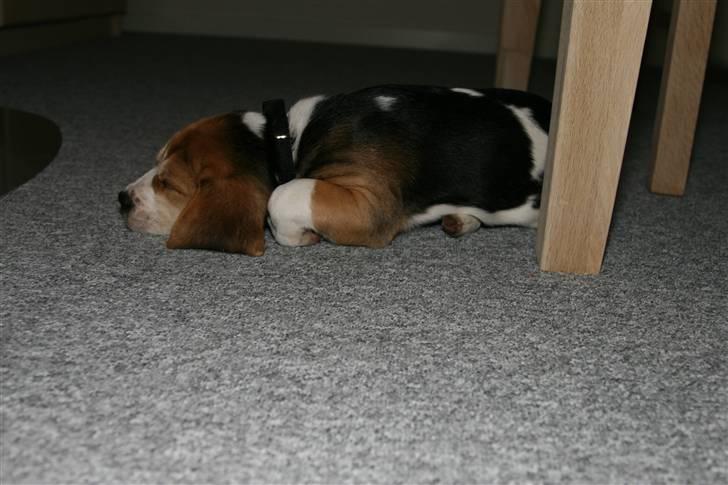 Beagle Amy - Ja skønt her er der varme billede 12
