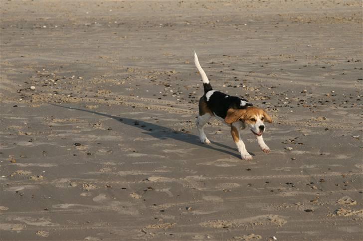 Beagle Amy - Her er jeg på stranden med min mor og far og deres venner billede 13