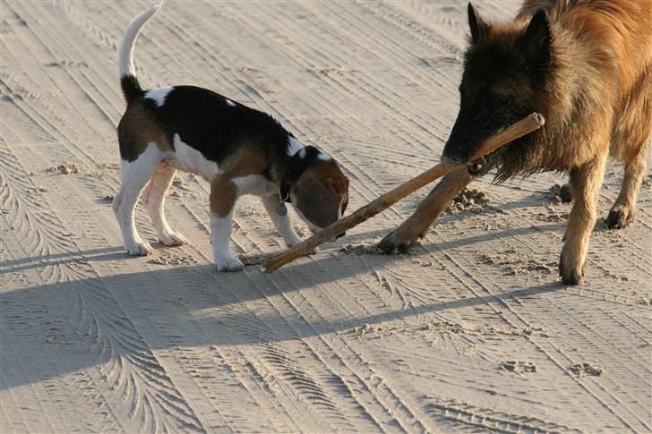 Beagle Amy - Her  er jeg med min bedste ven taz billede 14