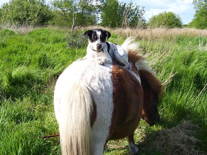 Dansk svensk gaardhund Kom-Tessa af AllerupNord - Elsker at ligge her billede 16