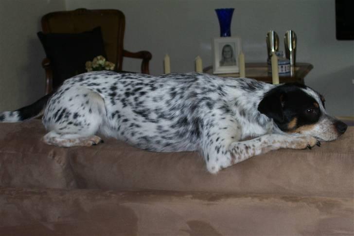 Dansk svensk gaardhund Kom-Tessa af AllerupNord - Det gælder om at holde balangsen billede 17