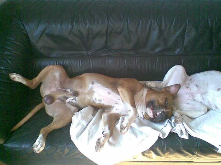 Amerikansk staffordshire terrier Ares - putter med min kone billede 3