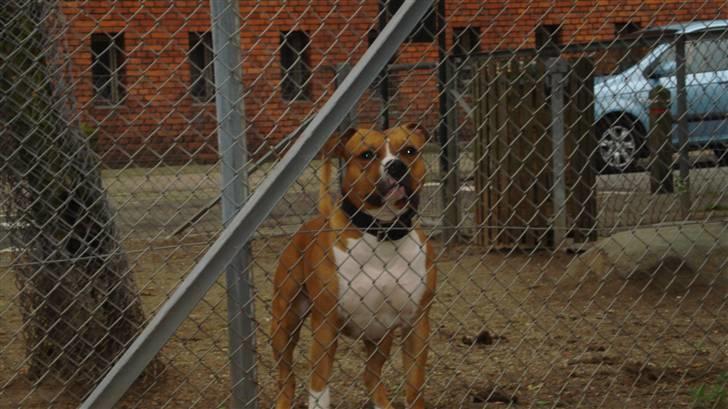 Amerikansk staffordshire terrier Ares - putter stadig billede 4