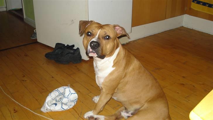 Amerikansk staffordshire terrier Ares billede 10