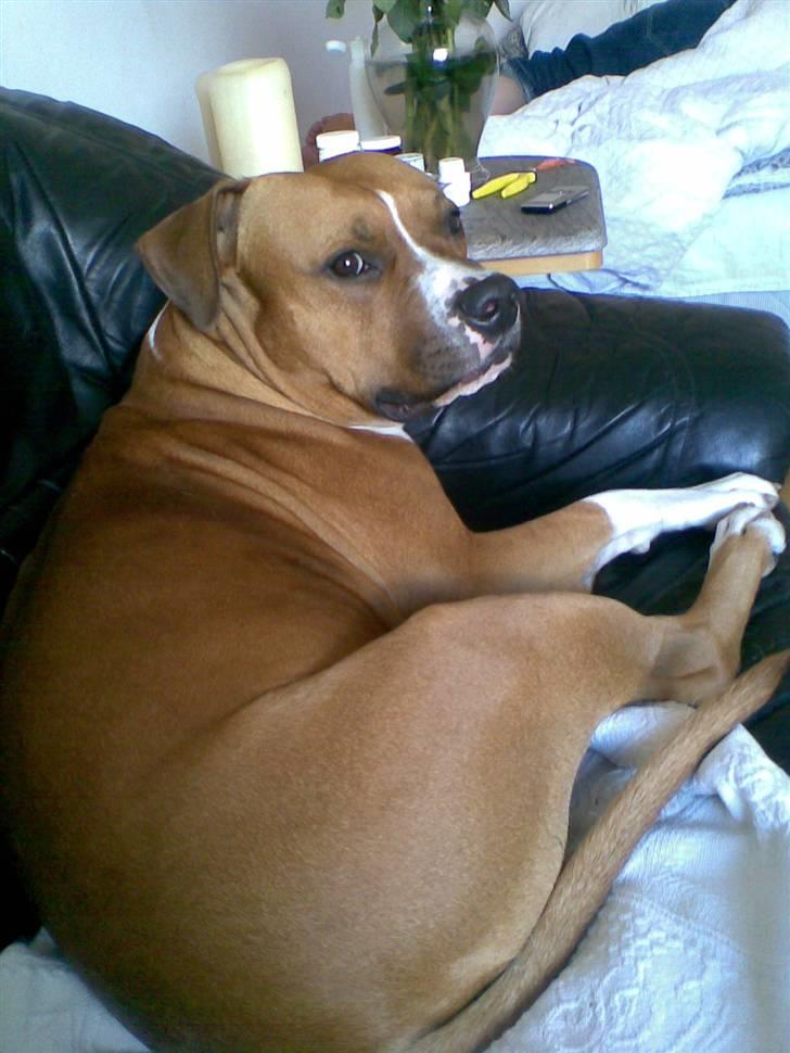 Amerikansk staffordshire terrier Ares billede 13