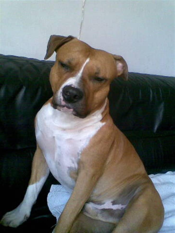 Amerikansk staffordshire terrier Ares - ssseee mig billede 14